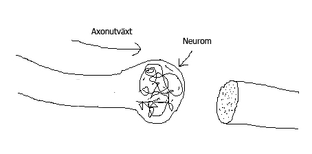 neurom